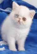 Exotic shorthair  yeux vairons