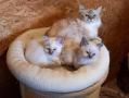 chatons Sacré De Birmanie à vendre