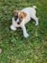 chiots Jack Russell Terrier à vendre