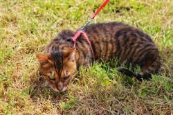 Couple reproducteur toyger