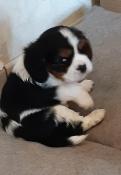 Apparence cavalier king charles