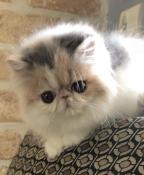 Superbe chaton persan