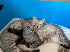 Chatons maus egyptiens black silver spotted tabby inscrits au loof