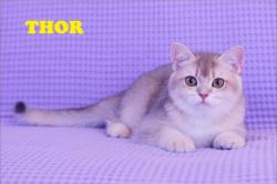 Chatons - british shorthair - golden shell / shaded - loof