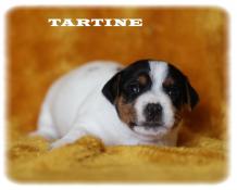 Chiots apparence jack russell terrier a reserver