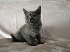 Disponible un chaton male  chatons chartreux né  le 29/05/2022 (800e)