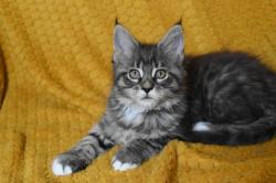 7 chatons maine coon loof a réserver