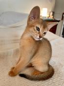 Superbes chatons abyssins