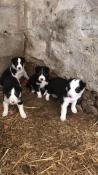 Chiots  apparence   border collie