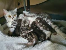 5 chatons british black silver blotched tabby