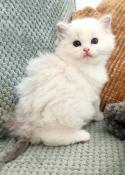 Adorables chatons ragdoll blue tabby et seal bicolore