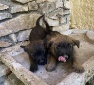 Chiot apparence cairn terrier