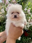 Magnifique chiot apparence spitz nain