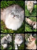 Chatons siberiens traditionnels