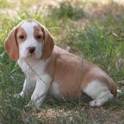 Magnifique beagle au 02 33 25 35 19