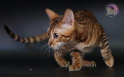 Chatons toyger loof , livraison possible