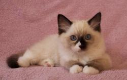 Tennessee, chaton ragdoll male seal mitted disponible de suite