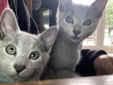 2 chatons males bleu russe