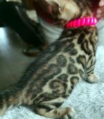 3 superbes chatons bengal de couleur brown tabby, loof
