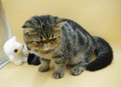 5 chatons exotic shorthair