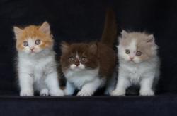 Magnifiques chatons british longhair