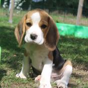Beagle lof de sélection santé caractère beauté