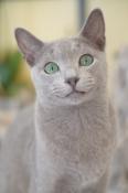 Magnifiques chatons bleu russe