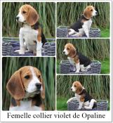 Chiot beagle lof de 4 mois