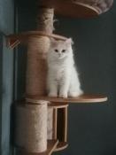 Magnifiques chatons britisl longhair disponibles