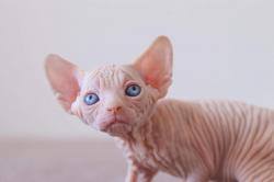 Magnifiques chatons  sphynx disponibles loof