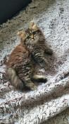 Magnifiques chatons scottish et highland straight couleur rares