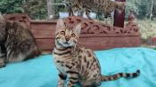 Exceptionnelle  chaton femelle loof bengal pure race au type sauvage