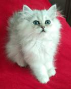 Magnifique chaton persan loof