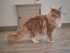 Vends chatons maine coon loof