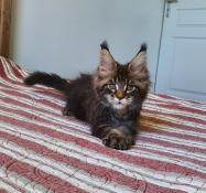 Chatons maine coon loof disponibles