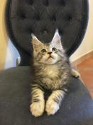 Vends chatons maine coon loof