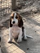 Chiot beagle lof