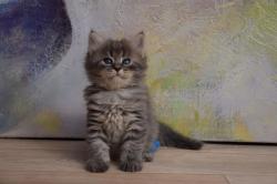 Magnifiques chatons sibériens loof disponibles à partir du 18/10/22