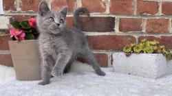 Chatons chartreux loof