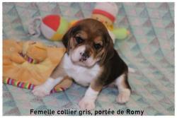 Chiot beagle lof disponible en décembre