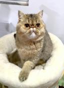 Chatons persans/ exotic shorthair