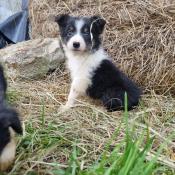 Chiots d'apparence border collie