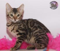 Chatons bengal loof , livraison possible