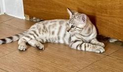Chatons bengals loof