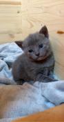 1 chaton chartreux femelle disponible à l'adoption