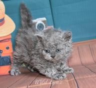 Disponibles chatons selkirk rex loof
