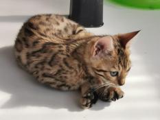 Chatonne bengal brown rosetted
