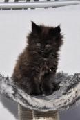 Superbes chatons maine coon loof