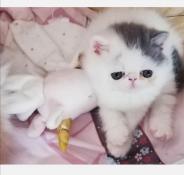 Superbes  chatons exotic shorthair loof à reserver