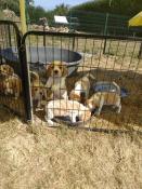 Chiots beagle l.o.f exelentes origines chasse beauté